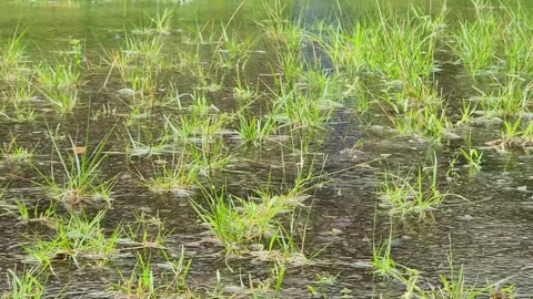 Rain falling over fresh green grass field. Stock Footage 329079167