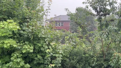 Rain falling over green garden vegetation Video stock 344717788