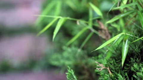 Rain falling over green leaves Video stock 759068