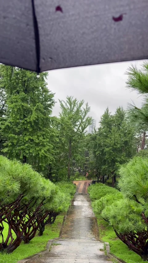 Rain falling over green park with wet pathway under umbrella. Rainy park Stock Footage 343623776