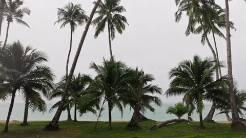 Rain Falling Over Palm Trees At White Beach Palawan Philippines 動画素材 332496738