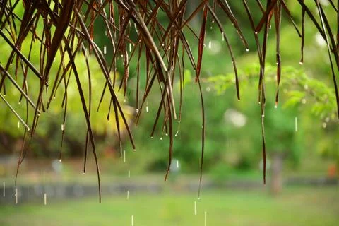Rain falling over a tatched kiosk.  Rainy weather on holiday Stock Photos