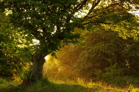 Rain falling over tree at sunset in summer Stock Photos