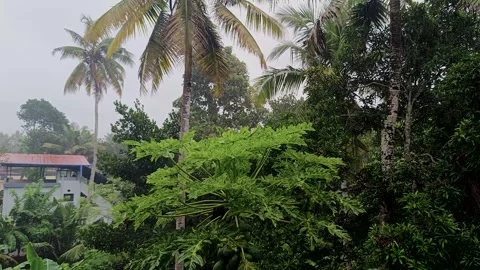 Rain Falling Over Tropical Trees in Rural Area | Palm and Papaya Trees in Rain Stock Footage 313149595