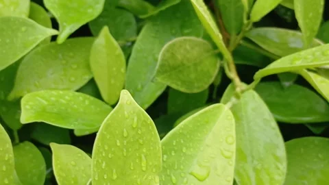 Rain Falling Over Yellow Flower and Wet Leaves Stock Footage 329141537