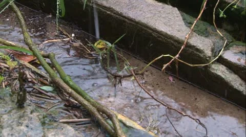 Rain falling in overgrown gutter 库存影片 12373609