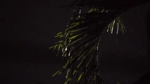 Rain Falling on Palm Tree Leaves at Night Against Dark Background in Closeup Stock Footage 340804609
