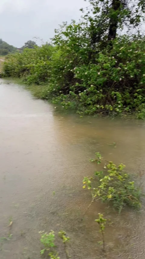 Rain Falling on Palm Trees and Green Grass Stockbeeldmateriaal 320213472