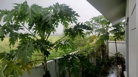 Rain falling on papaya tree in home garden on rainy day Stock Footage 348257513