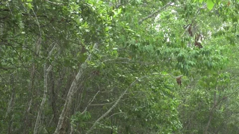 Rain Falling in Park with Trees Wide Shot Nature Atmosphere Footage Stock Footage 327479823