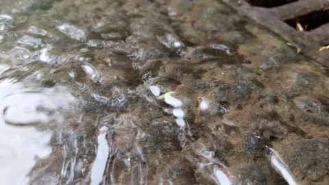 Rain falling on pavement Rain water drop falling to the floor. Stock Footage 135994893