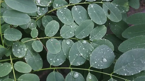 Rain Falling Peacefully on Green Eucalyptus Plant Leaves (audio included) Stock Footage