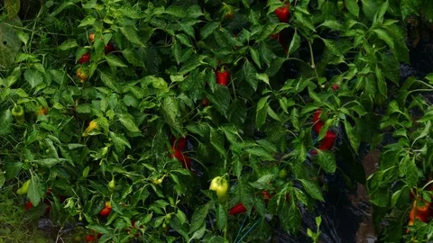 Rain falling on peppers on the vine in the garden Stock Footage 82666409