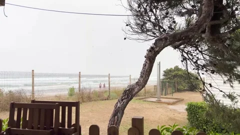 Rain falling on a pine tree on a beach in Tarragona, Spain Stock Footage 336625602