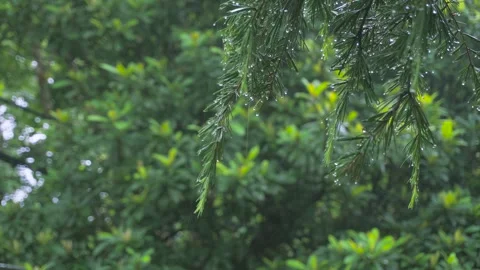 Rain falling on pine tree branches in a lush green forest during summer Stock Footage 342332458