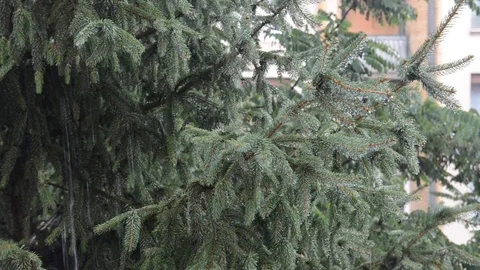 Rain falling on pine tree in park. Raining. Heavy rain in woodland. Thunderstorm Vídeo Stock 119257729