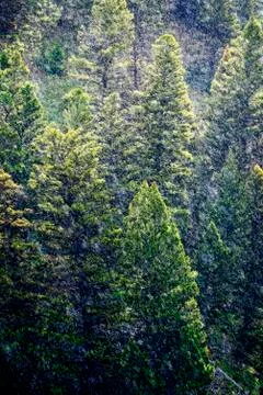 Rain Falling on Pine Trees in Mountains Wilderness Stock Photos