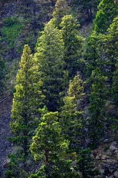 Rain Falling on Pine Trees in Mountains Wilderness Stock Photos
