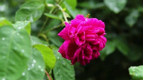 Rain falling on pink wild rose leaving water droplets on leaves and blossom Stock Footage 287027851