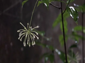 Rain falling on pistil stalk, on a calm rainy day, still shot. Stock-Footage 85695121