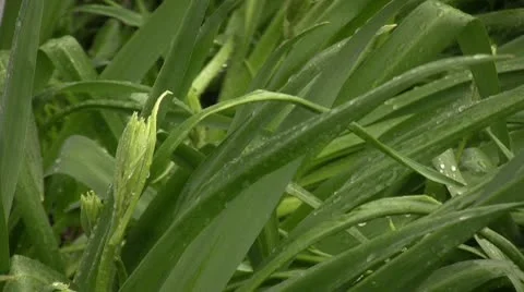 Rain falling on plant leaves Stock Footage 10586423