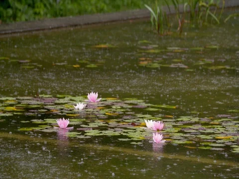 Rain falling on pond with blooming waterlilies, 4K Stock Footage 79326889