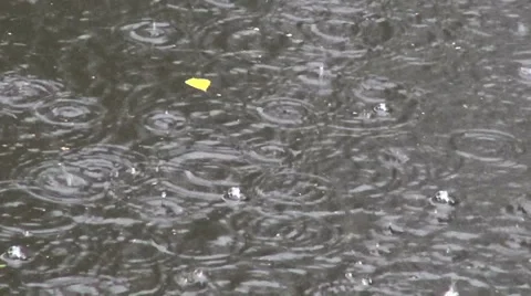 Rain falling on the pond Stock Footage 68289018