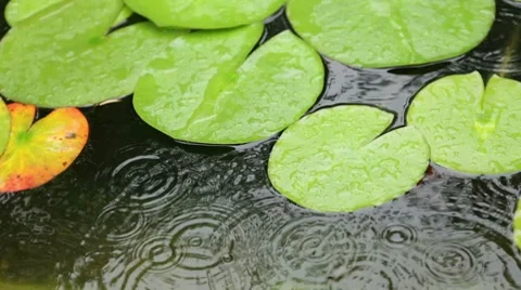 Rain falling in pool with water lilies Stock-Footage 8578760