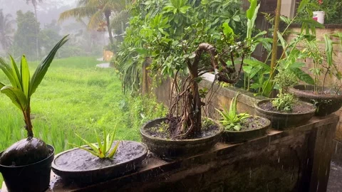 Rain Falling on Potted Plants in Tropical Garden, Indonesia Bali Video stock 339791760