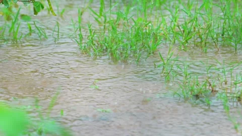 Rain falling on puddle creating ripples Stock Footage 322727291