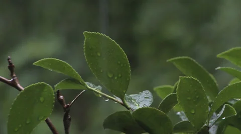 Rain Falling Pull 1 스톡 동영상 27425914