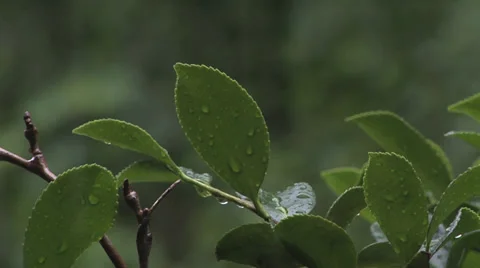 Rain Falling Push 2 스톡 동영상 27432928