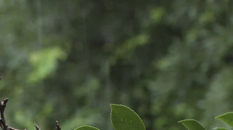 Rain Falling Rack 1 스톡 동영상 27431100