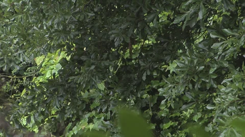 Rain Falling Rack 2 스톡 동영상 27432435