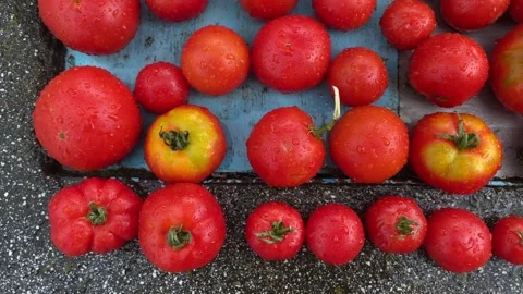 Rain Falling on Red Tomatoes in Garden Stock Footage 313942844