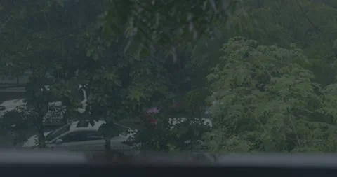 Rain Falling on road green tree Video stock 219452799