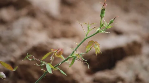 Rain falling to rose Stock Footage 93924527