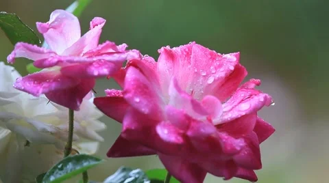 Rain falling on roses Stock Footage 64879795