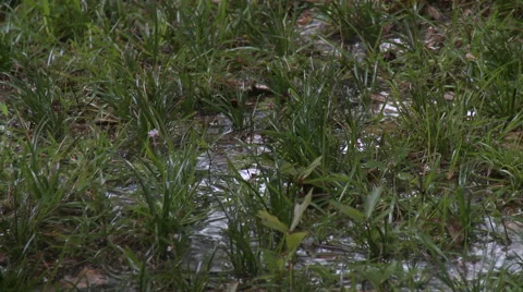 Rain Falling on Saturated Soil. How Floods Begin. 動画素材 54714143