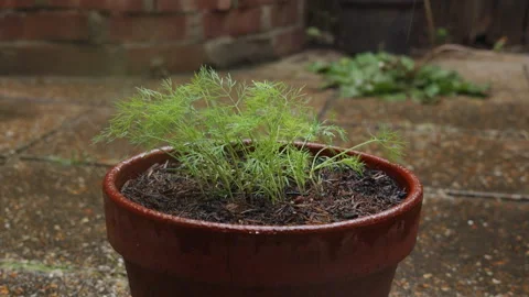 Rain Falling in Slow Motion on Dill Herb in Garden Pot Stock-Footage 337549717