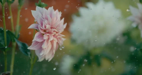 Rain Falling in Slow Motion Stock Footage 250393890