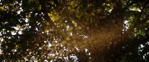 Rain Falling Slow Motion from Maple Tree During Golden Hour Stock Footage 129599261