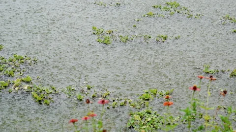 Rain falling slow motion in water of pond in countryside  Video stock 237702869