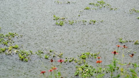 Rain falling slow motion in water of pond in countryside  Video stock 237702872