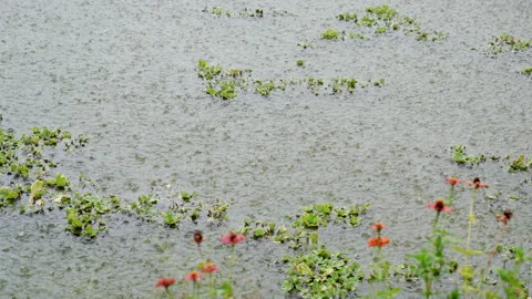 Rain falling slow motion in water of pond in countryside  Stock Footage 237702937