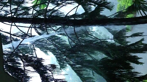 Rain falling slowly on Araucaria(christmas tree) Stock Footage 167051185