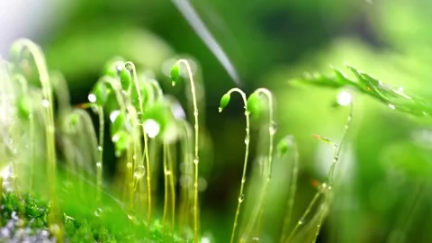 Rain falling on small green moss plants in sunlight Video stock 332281616