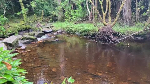 Rain falling on a small pool. Stock Footage 141002674