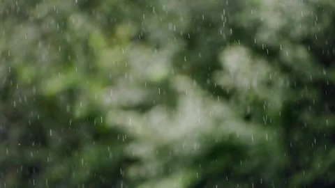 Rain falling softly over lush green foliage in natural outdoor setting duri.. Stock Footage 344339421