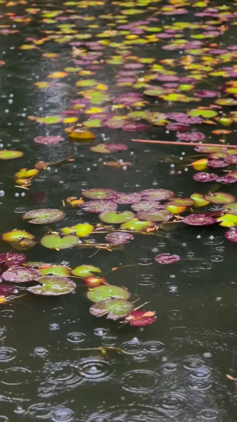 Rain falling softly on a pond of lilies 스톡 동영상 296094972